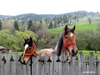 Transylvanie cheval